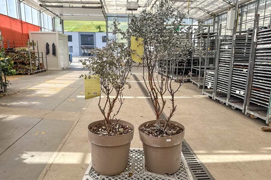 2 Grünpflanzen Eucalyptus